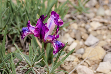 Dwarf Iris (Iris pumila) in coastal hills, Crimea