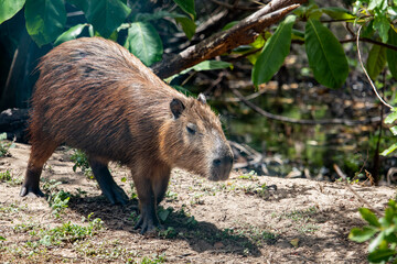 Capybara in its natural habitat