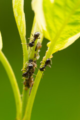 Team of black ants climbing on the stem of a green plant with shallow depth of field and soft green background