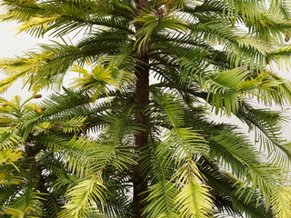 Wollemia nobilis, Pin de Wollemi ou arbre de Wollemi au tronc droit, écorce brune, écailleuse,...