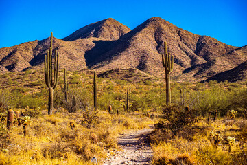 Winter in the Sonoran Desert of Arizona