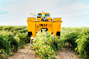 Mechanical grape harvester working in vineyard