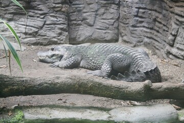 alligator in the zoo