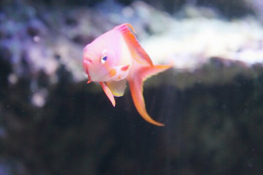 Pink sea fish in aquarium