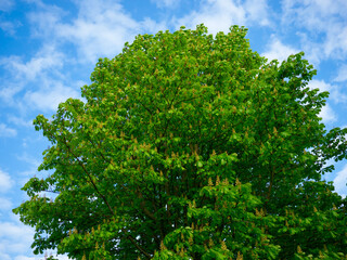 Green blooming chestnut tree, blue sky clouds in background