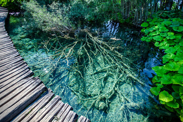 Dead tree on a bottom of pond in Plitvice lakes natioanal park in Croatia