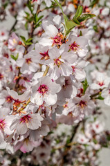 Almond (Amygdalus communis) in orchard, Crimea