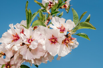 Almond (Amygdalus communis) in orchard, Crimea