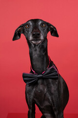 Italian greyhound dog with a bowtie against a red background