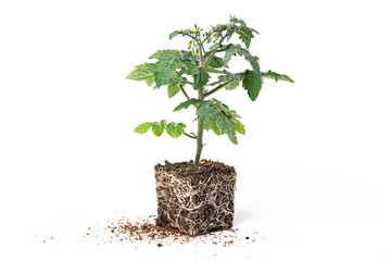seedlings of tomato plants