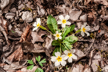 Common Primrose (Primula acaulis) in deciduous forest, Bakhchysarai area, Crimea