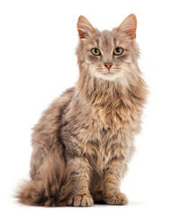 Fototapeta premium Gray house cat.
