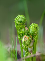 Young curled fern fronds in springtime close up. Spring unfurling brake leaves in the forest on blurred background, shallow depth of field. 