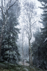 Fototapeta na wymiar Breeze of winter in Owl Mountains, Poland