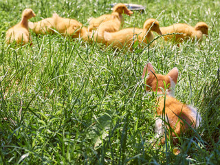 Small ginger kitten hunts ducklings in the grass. The cat sits in ambush for the ducks.
