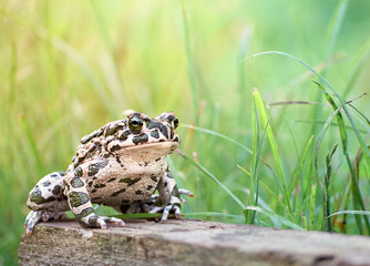 Green toad in the garden.