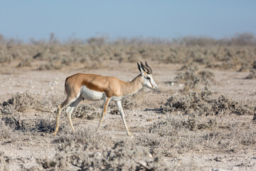 Etosha, Namibia, Africa, June 18, 2019: Springbok walks alone across the savannah