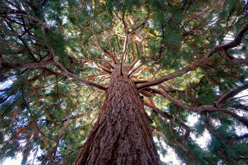 Mammutbaum: Blick entlang des Stammes in die vom Sonnenlicht angestrahlte Baumkrone, Sequoioideae