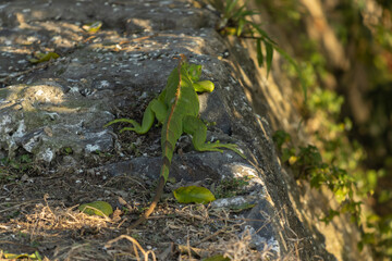 Iguana verde en el bulevar de Tuxpan, Veracruz.