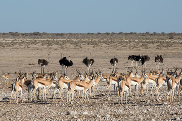 Fototapeta na wymiar Etosha, Namibia, June 18, 2019: A herd of springboks and a flock of ostriches walk the lifeless rocky desert