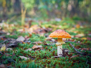 Fly agaric in the autumn forest.