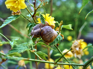 Slow grape snail crawling through a green bush with yellow flowers