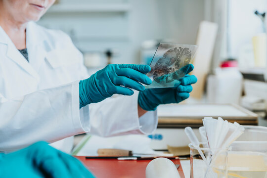 Scientist preparing brain microscope slide at laboratory