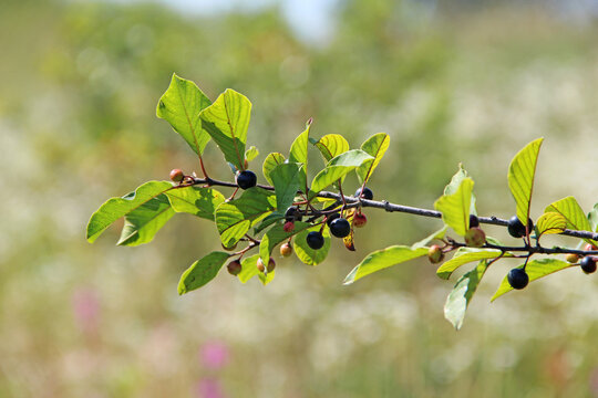 Branches of Frangula alnus with black berries close up