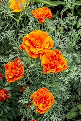 California Poppy (Eschscholtzia californica) in garden