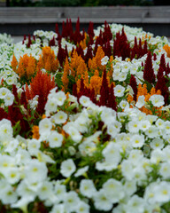 Reed, Orange, & White