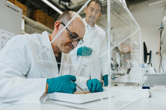 Scientist working on rodent brain with coworker standing in background at laboratory