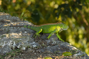 Iguana verde en bulevar de Tuxpan, Veracruz.