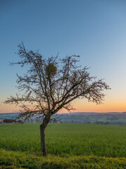 Obstbaum mit Misteln im Winter