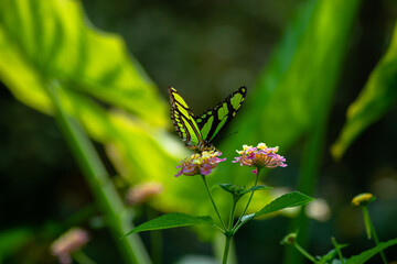 Vendée, France: On Noirmoutier Island, a Siproeta stelenes, green and black butterfly on a flower taken at Butterfly Island, La Guérinière.