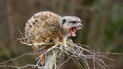 Mongoose on a branch lookout - open mouth showing teeth
 - obrazy, fototapety, plakaty