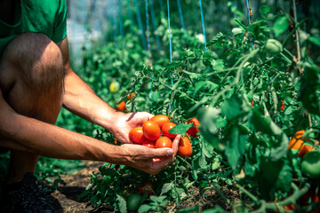 A farmer inspects a crop of tomatoes in a greenhouse on an organic farm