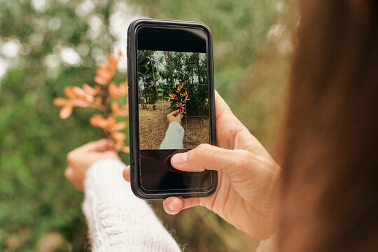Woman photographing Pistacia Lentiscus leaves through smart phone in forest