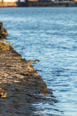 Garza en el río Tuxpan.