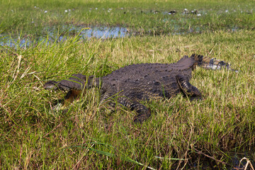 Cocodrilo en reposo en el parque nacional de Chobe.