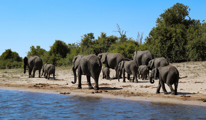 Naklejka na ściany i meble Manada de elefantes junto a la orilla del río. Parque nacional de Chobe. 