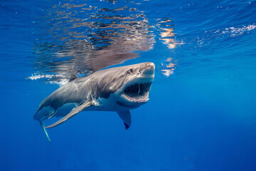 Fototapeta premium Great White Shark with mouth wide open