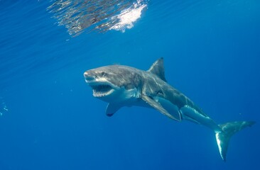 Fototapeta premium Great White Shark in blue water