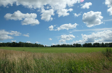 Beautiful countryside landscape with green field, deciduous forest and high grass  in the front under white clouds on blue sky in the summer day