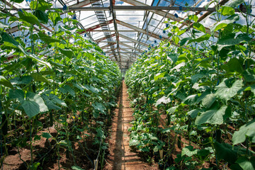 rows of cucumber in a greenhouse on an organic farm