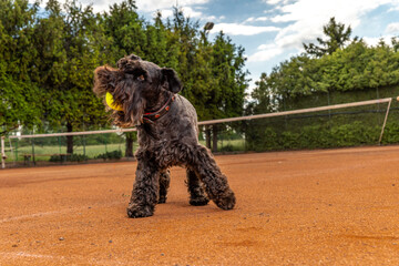 dog catches a tennis ball on the court