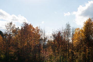 Fototapeta premium a forest in autumn in evening sunlight