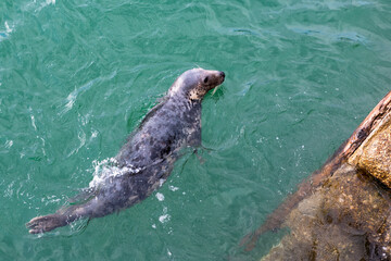 Obraz premium Grey Seal (Halichoerus grypus) in St. Ives harbour next to the quayside, Cornwall, UK