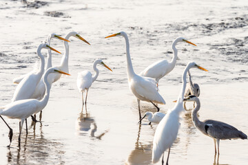 White Heron (Egret) on a pond in an early autumn morning near Zikhron Ya'akov, Israel. 