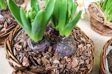 bulbous plants. hyacinth bulbs in flower pots