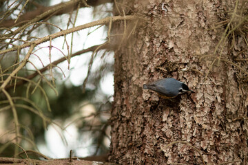 Bluejay in it's natural habitat 